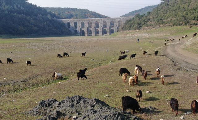 Alibeyköy barajı son 10 yılın en düşük ikinci seviyesinde; Balıklar yüzüyordu artık keçiler otluyor