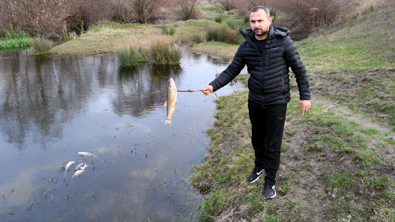 Balıkların öldüğü Yuvalı Deresi'nde kirlilik tespit edilemedi
