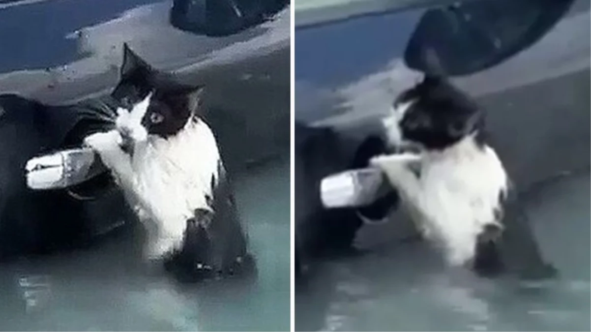 Dubai'de selde mahsur kalan kediyi polis kurtardı - GÜNDEM - Ulusal ve Yerel Medyanın Gücü