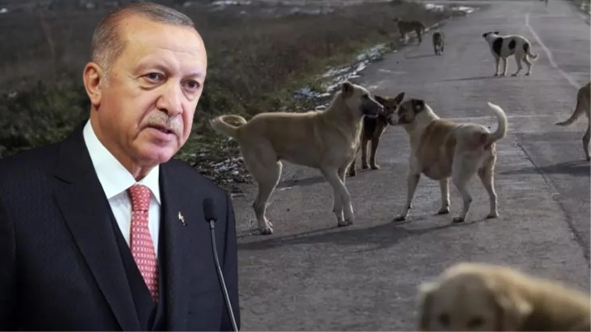 Erdoğan: Sahipsiz köpeklerin sahiplendirilmesini amaçlıyoruz - GÜNDEM - Ulusal ve Yerel Medyanın Gücü