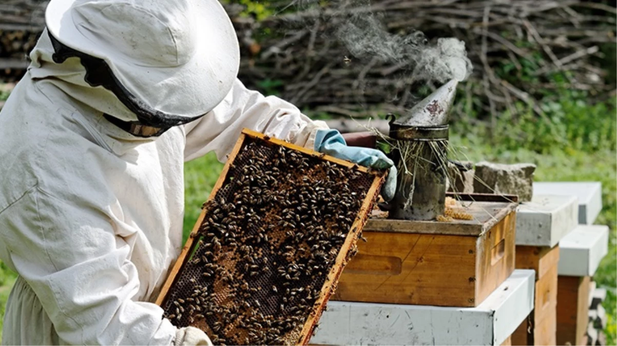 İran'da etkili olan toz fırtınaları bal arılarının yüzde 80'ini yok etti - DÜNYA - Ulusal ve Yerel Medyanın Gücü