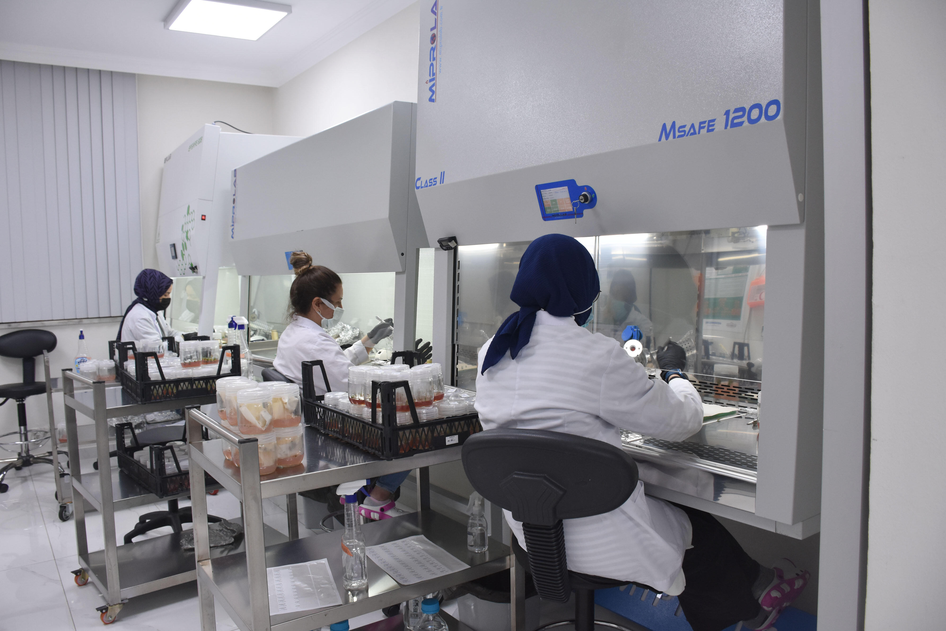 OGM’ye bağlı ilk ‘Doku Kültürü Laboratuvarı’ seri üretime başladı